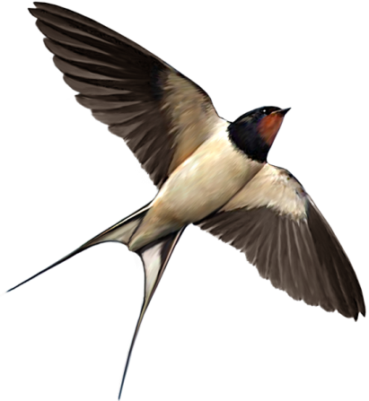 Swallow PNG Images - PNG All | PNG All